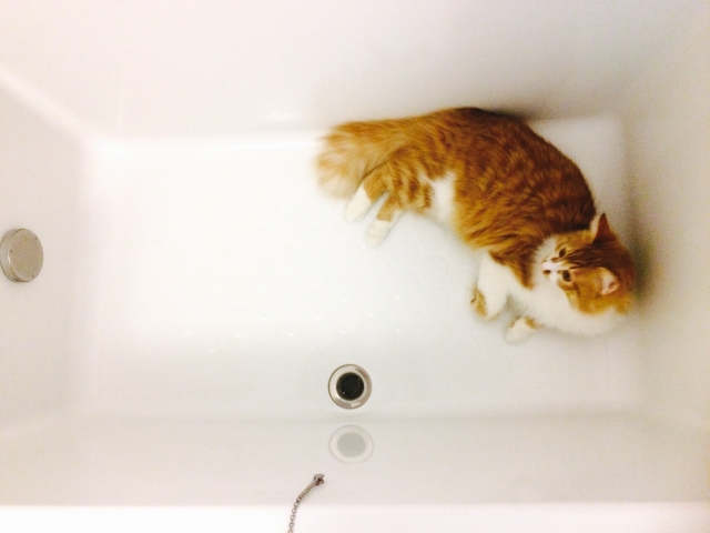 水が嫌いな猫がお風呂に行きたがるのはなぜ