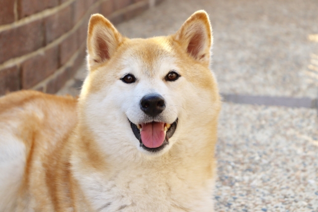 可愛い 日本犬代表の柴犬は実は我が強く扱いづらい犬種って本当 にくきゅー